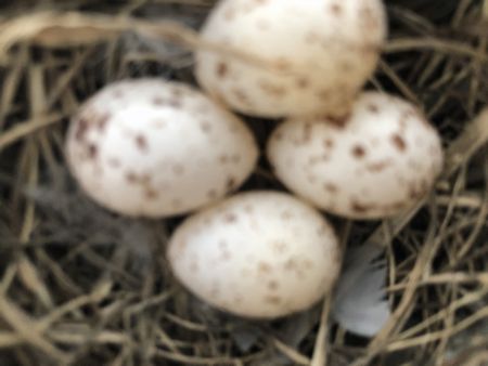 ツバメ　卵