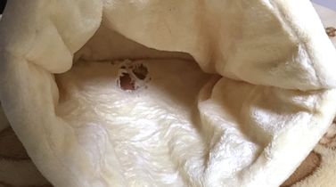 ハリネズミ　寝袋　穴をあける
